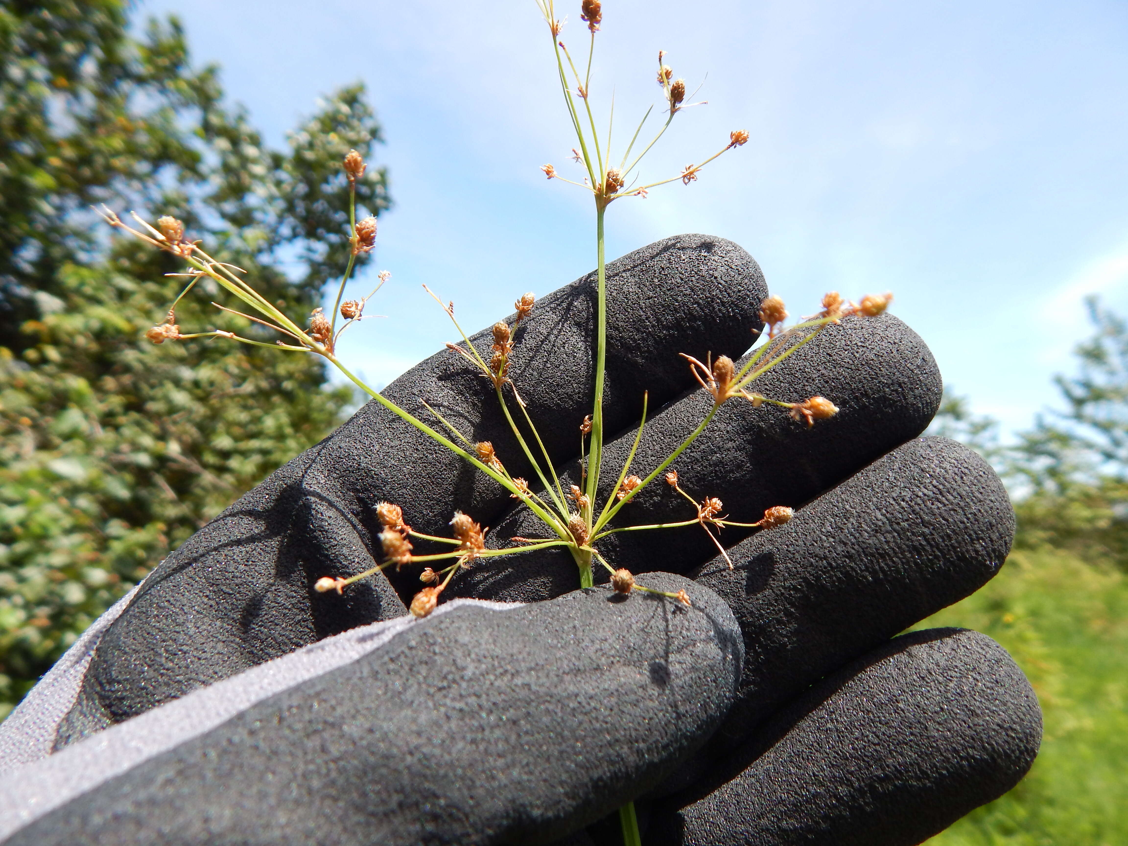 Image of Grass-Like Fimbristylis