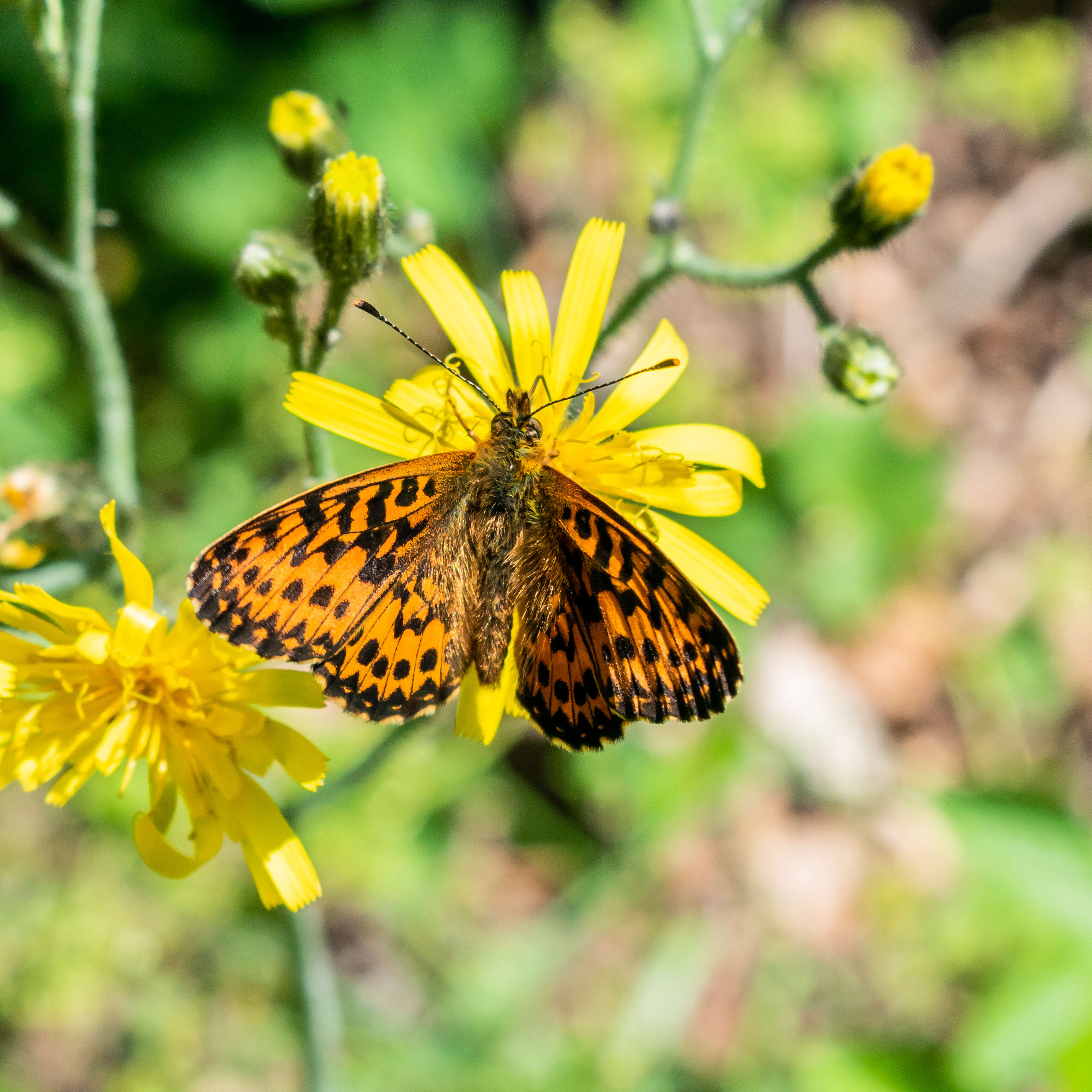 Plancia ëd Boloria euphrosyne