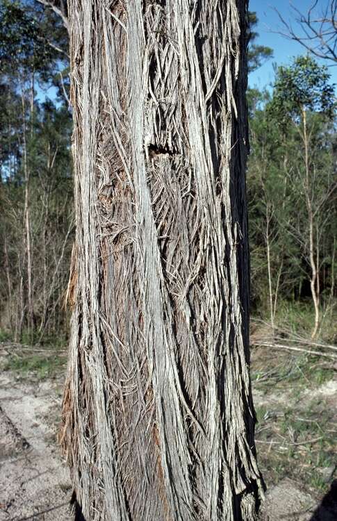 Image of Eucalyptus globoidea Blakely