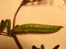 Image of Common Vetch