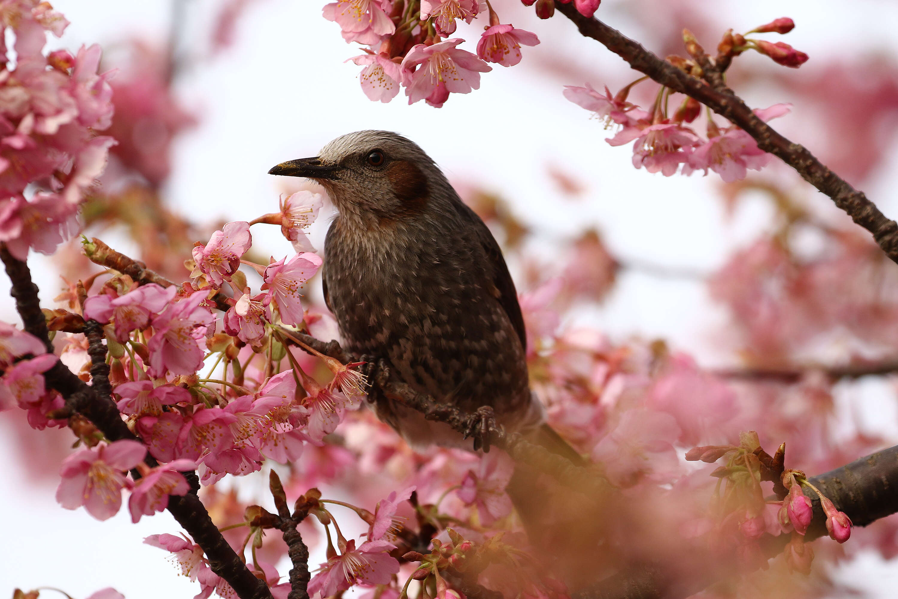 Image of Brown-eared Bulbul