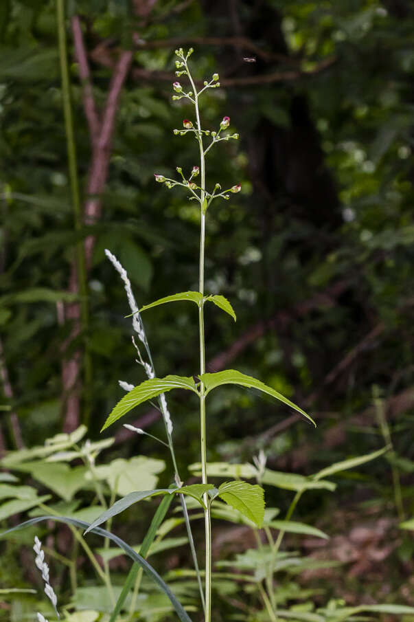 Imagem de Scrophularia nodosa L.