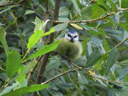 Image of Tit