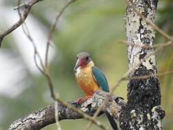 Image of Stork-billed Kingfisher