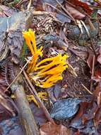 Imagem de Calocera viscosa (Pers.) Fr. 1821