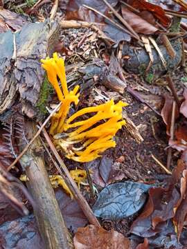 Imagem de Calocera viscosa (Pers.) Fr. 1821