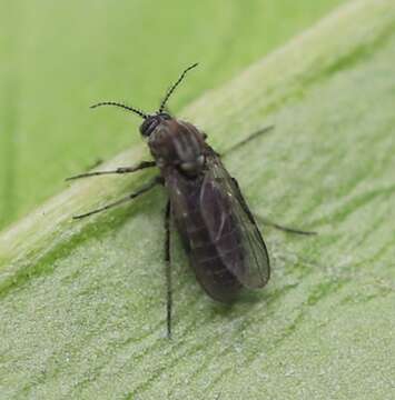 Image of biting midges