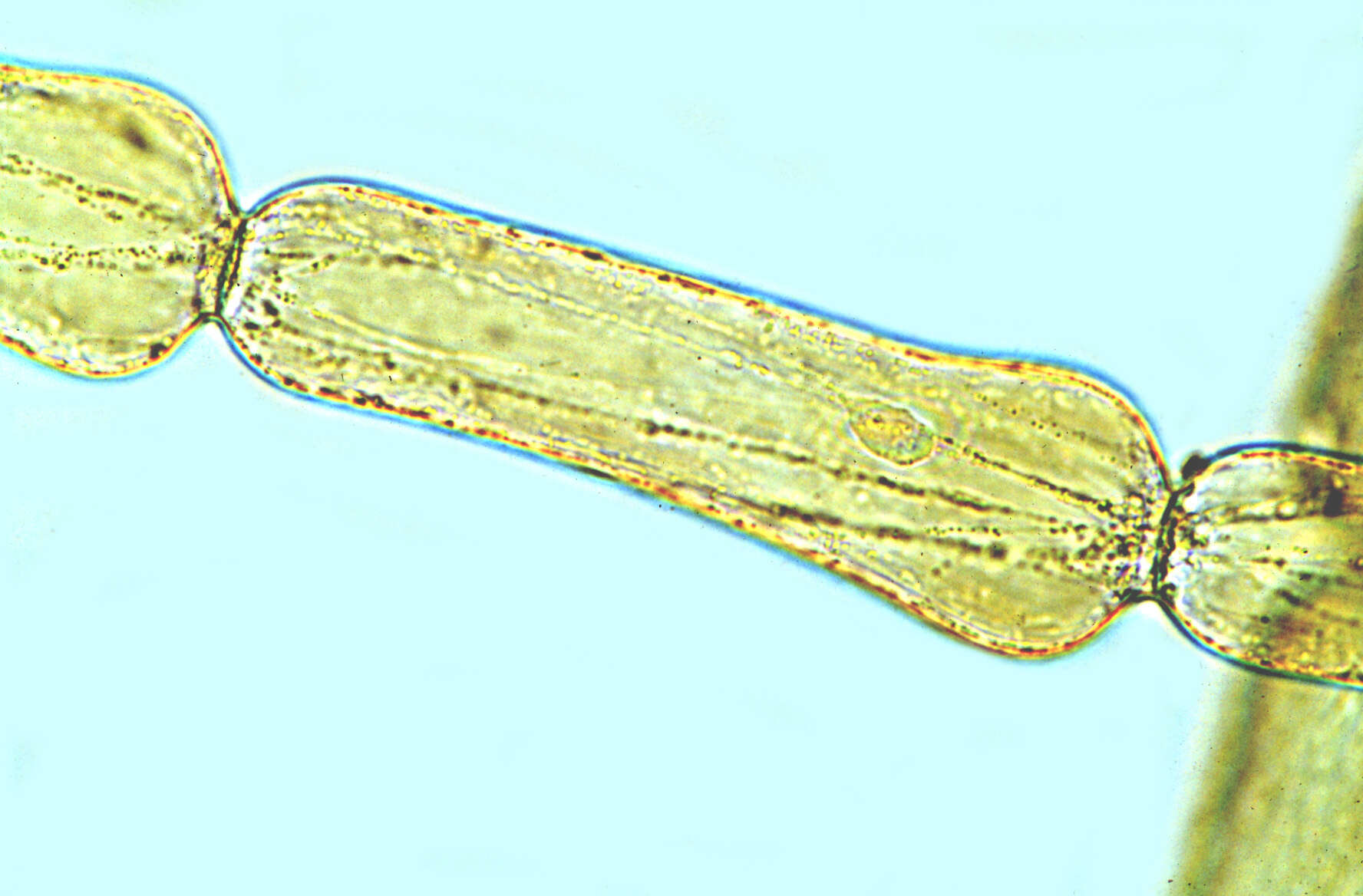 Image of Tradescantia cerinthoides Kunth