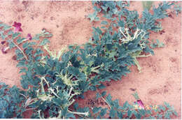 Image of Harpagophytum