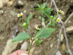 Image of Smooth peruvian daisy