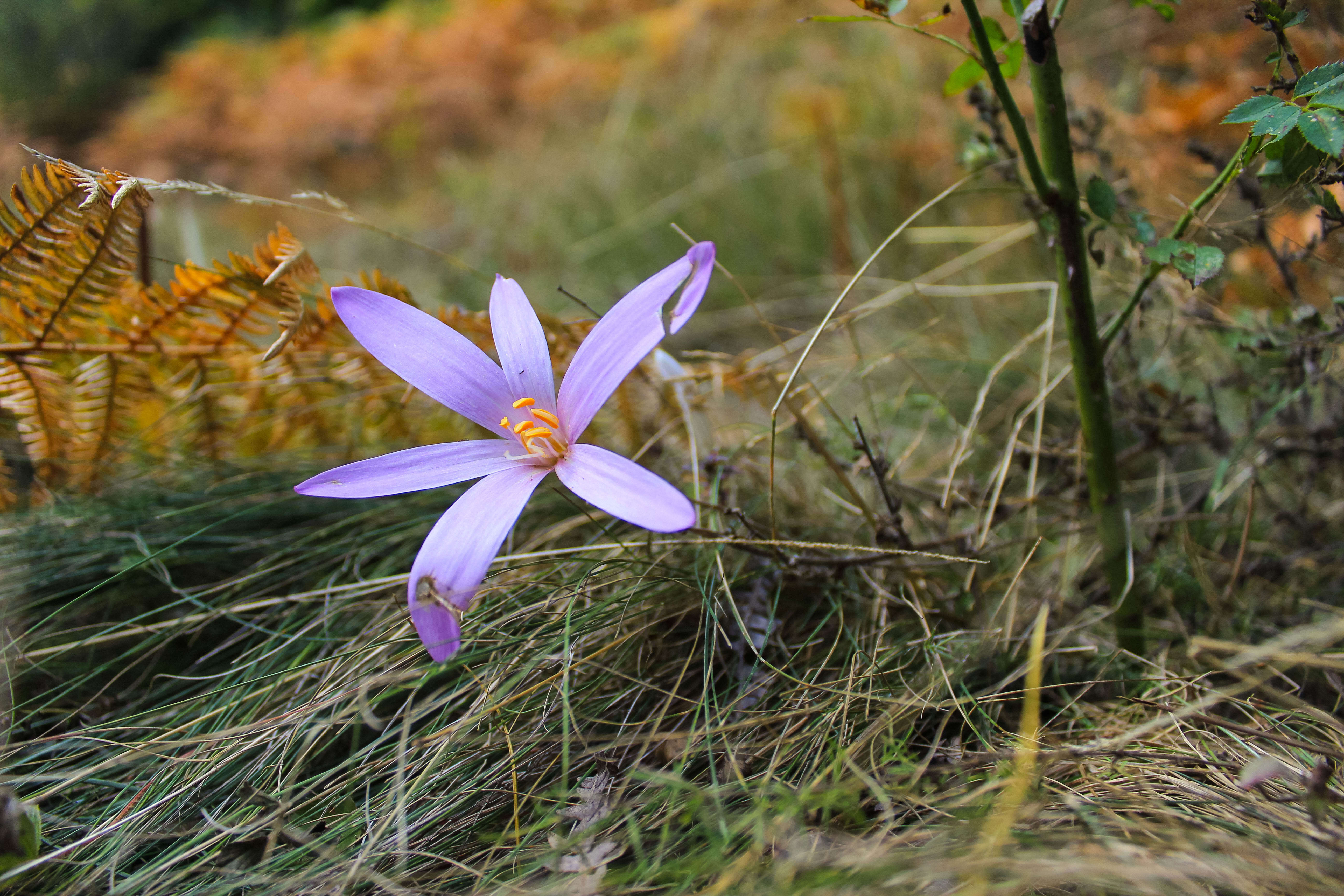 Image of Autumn crocus