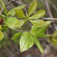 Image of Japanese stewartia