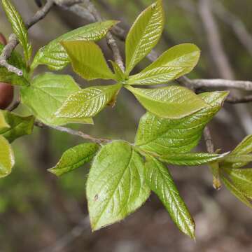 Imagem de Stewartia pseudocamellia Maxim.