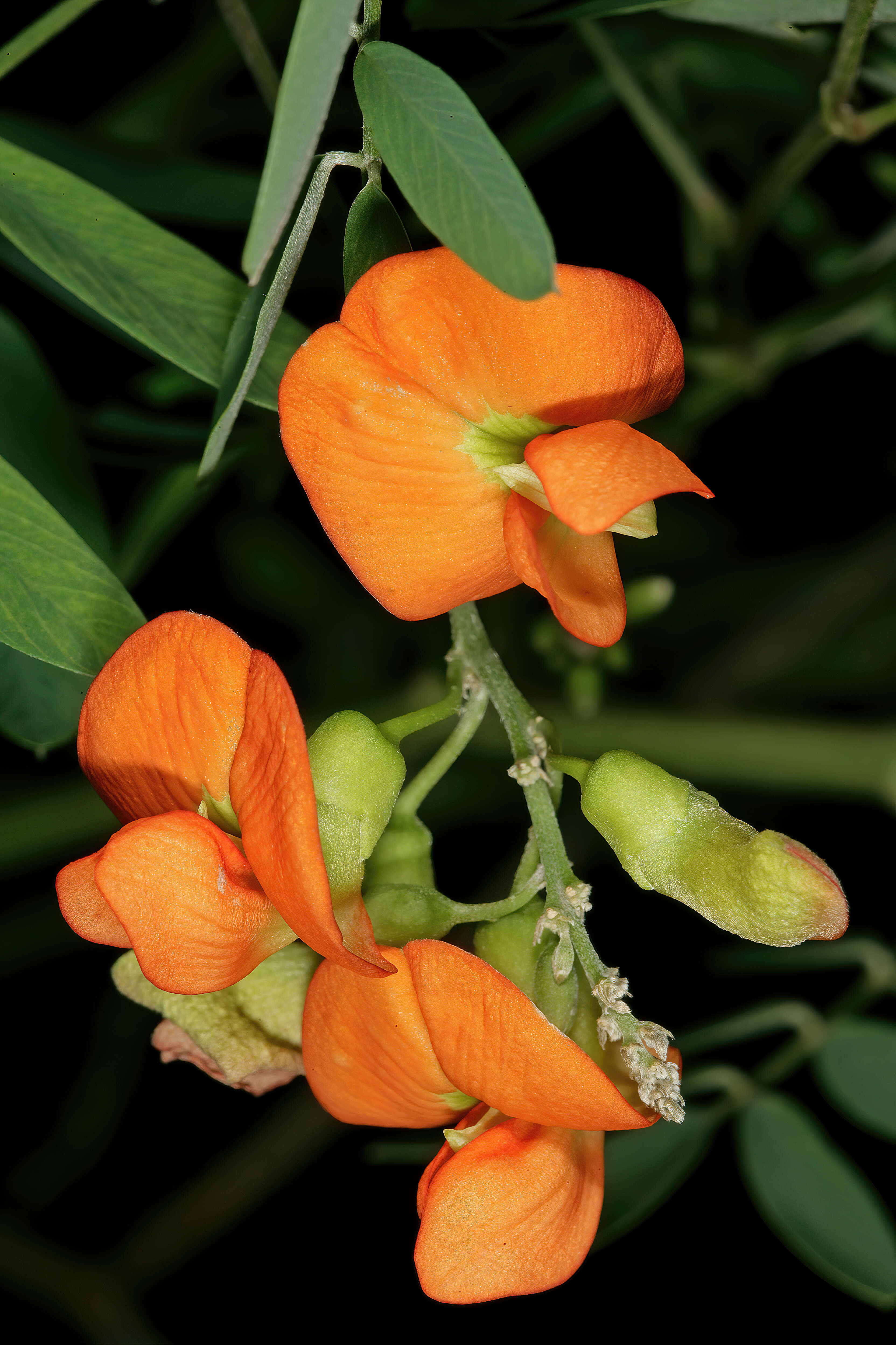 Image of Tephrosia pondoensis