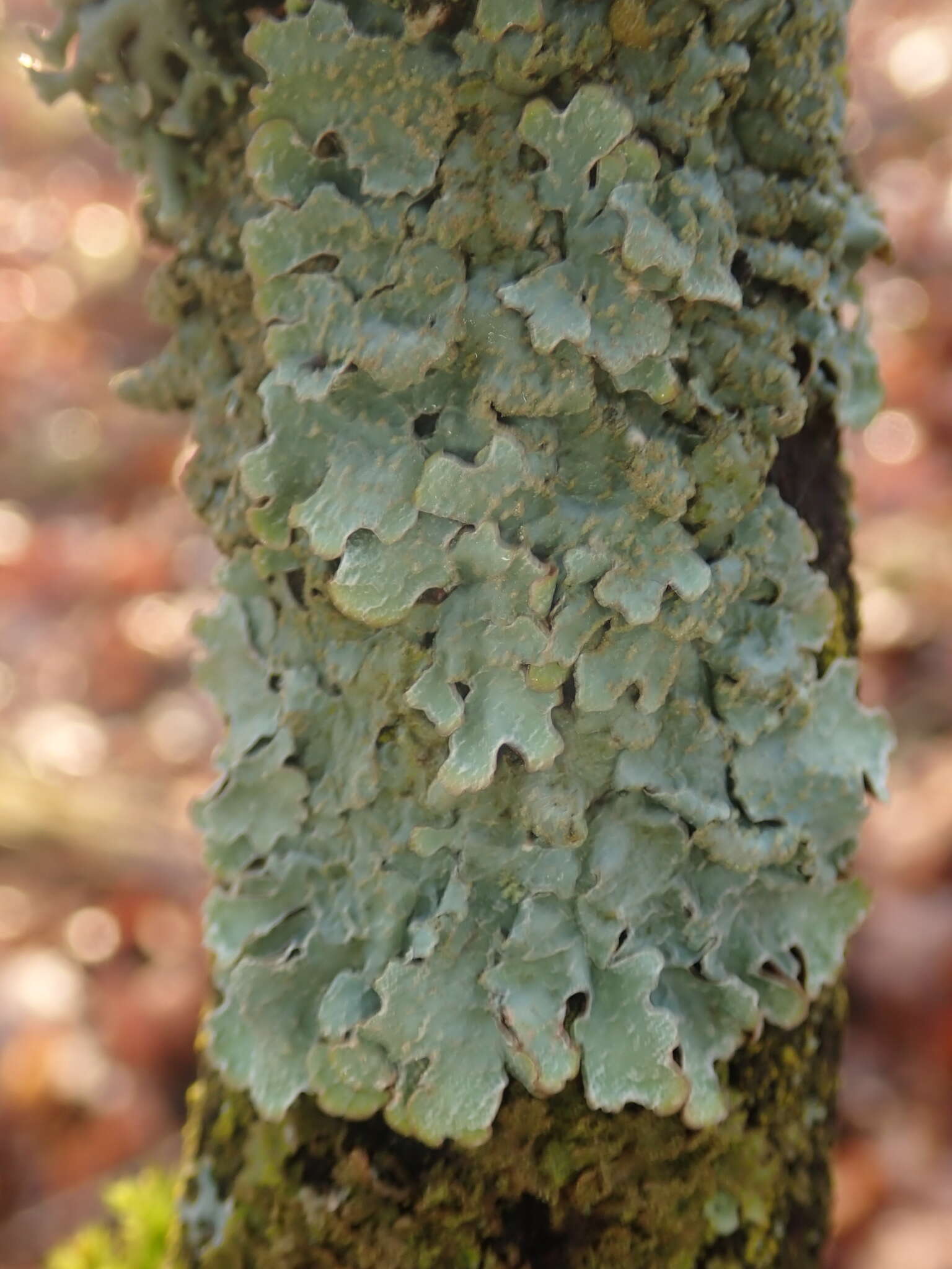 Image of Hammered shield lichen