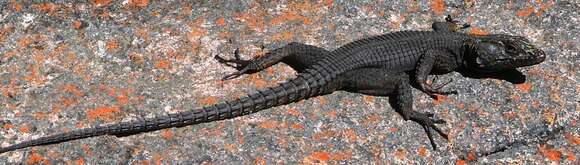 Image of False girdled lizards