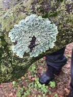 Image of Common greenshield lichen