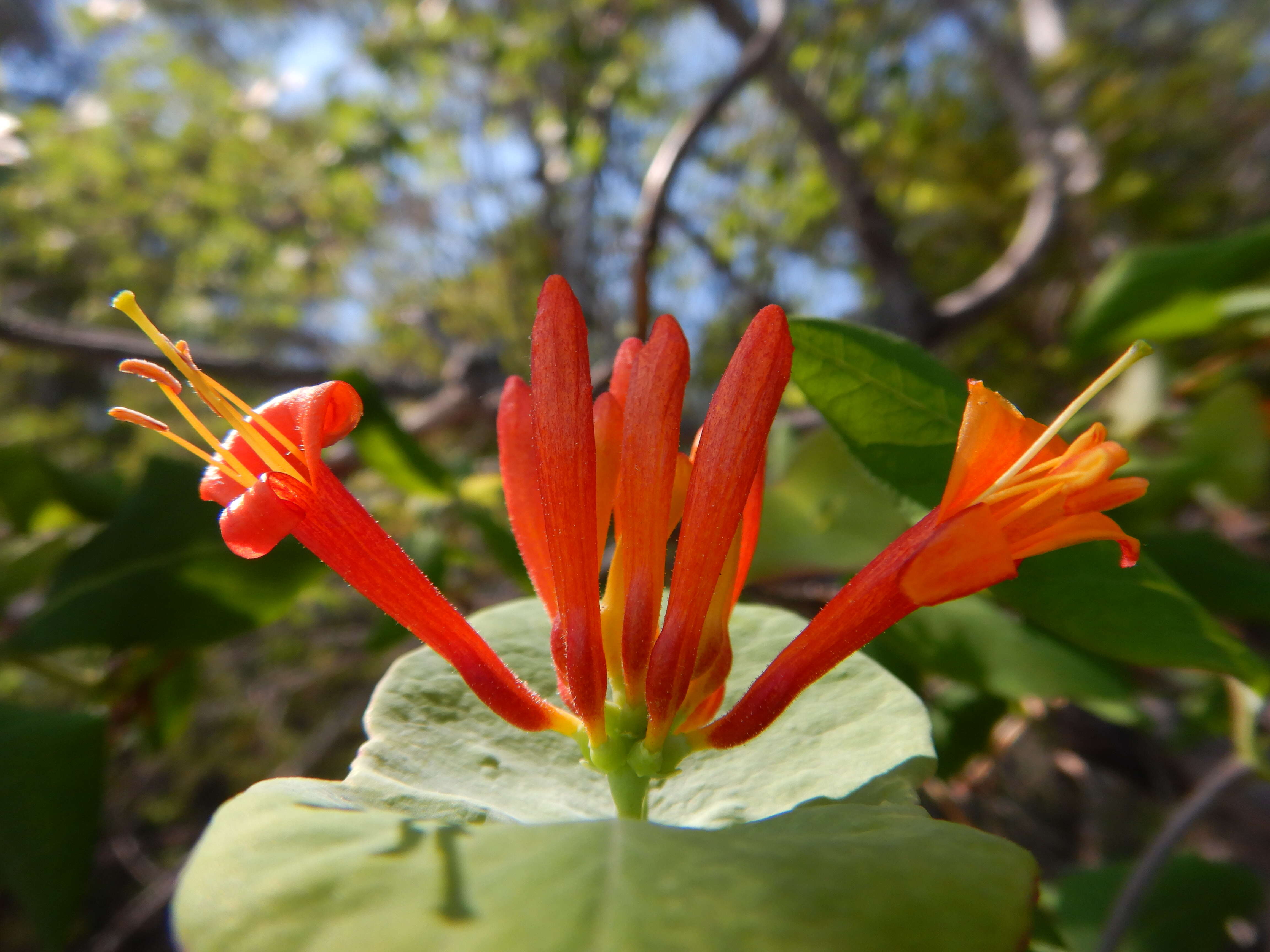 Image of Orange Honeysuckle