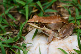 Image of Kokarit Pond Frog