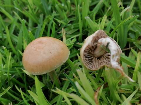 Agrocybe pediades (Fr.) Fayod 1889 resmi