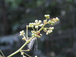 Image of Archidendron bigeminum (L.) I. C. Nielsen