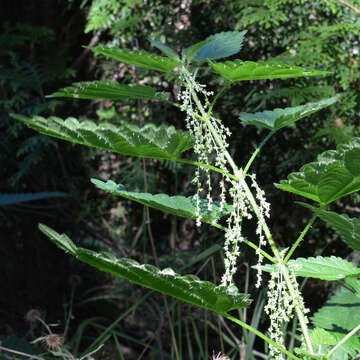 Image of Common Nettle