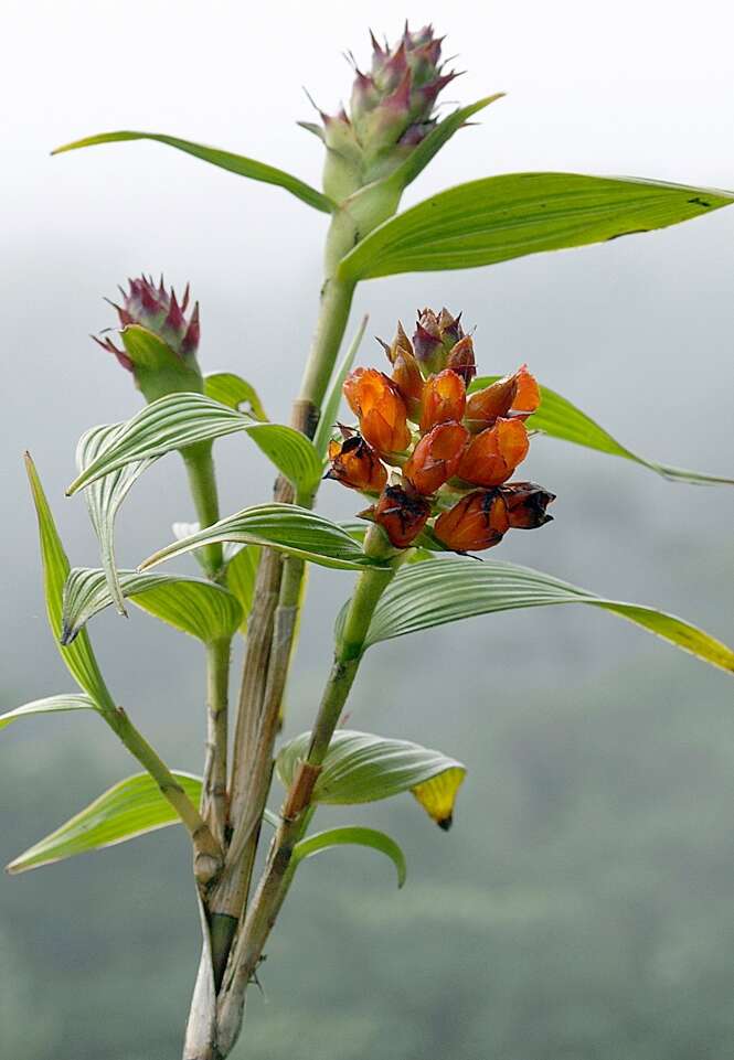 Image of Tiger orchid