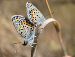 Image of Plebejus melissa