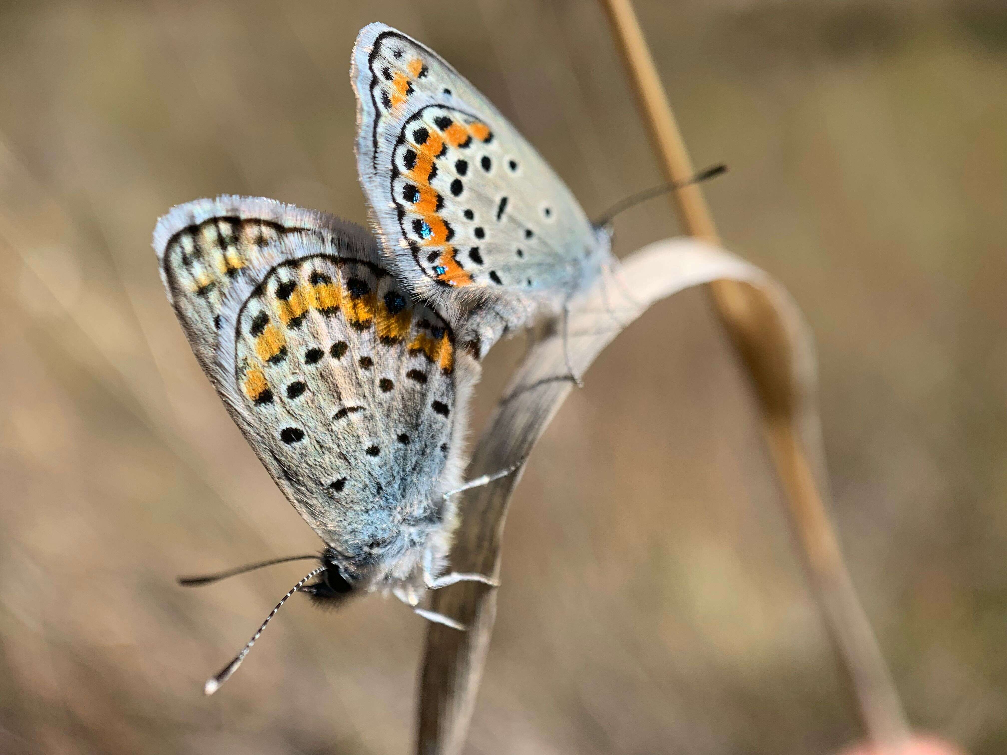 Image of Plebejus melissa