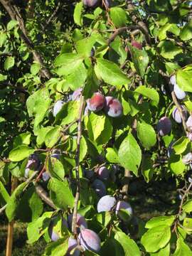 Image of Prunus sect. Prunus