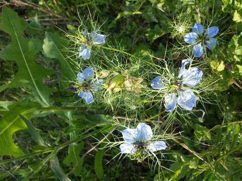 Plancia ëd Nigella damascena L.