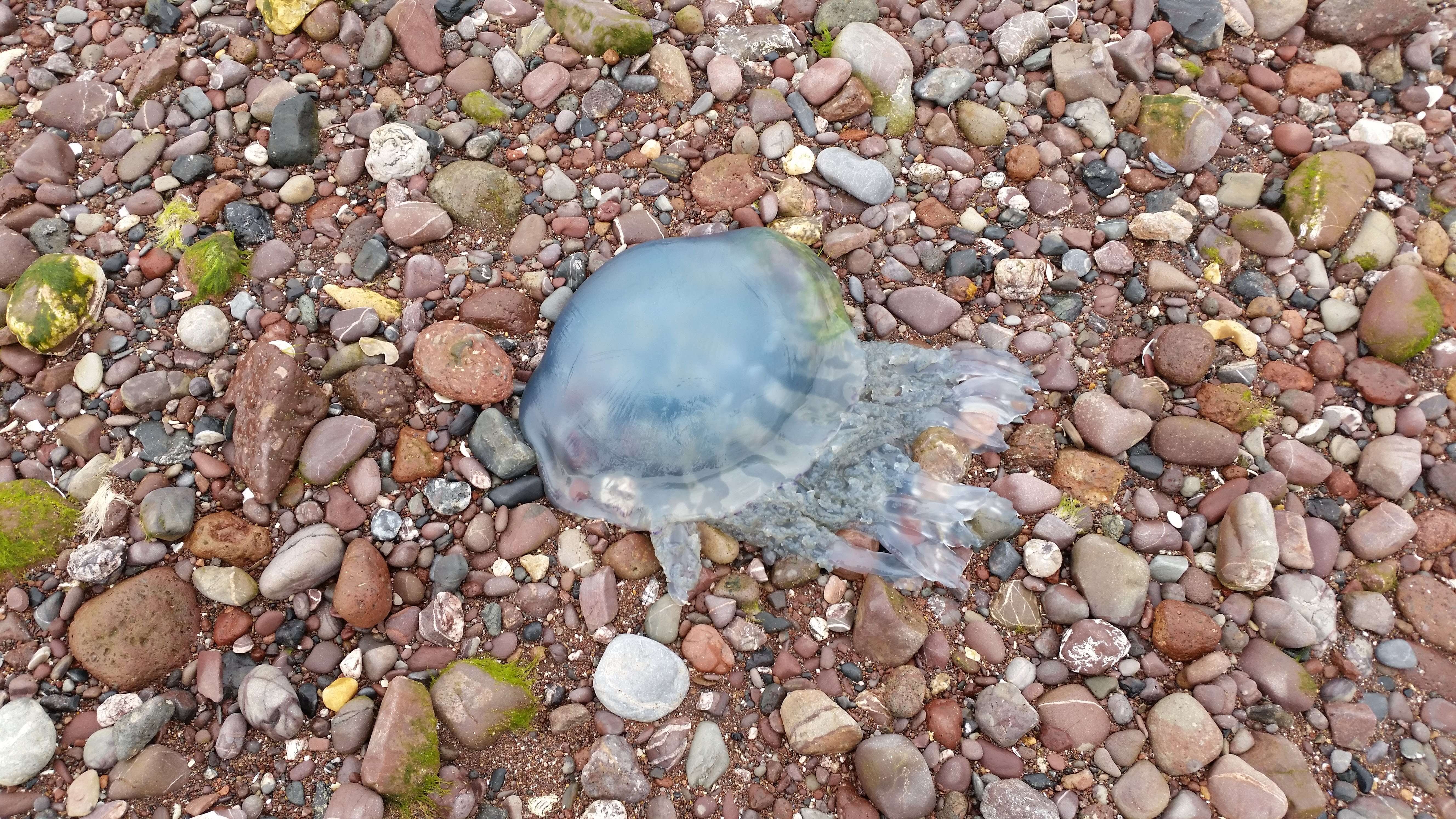 Image of barrel jellyfish