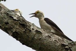 Image of White Woodpecker