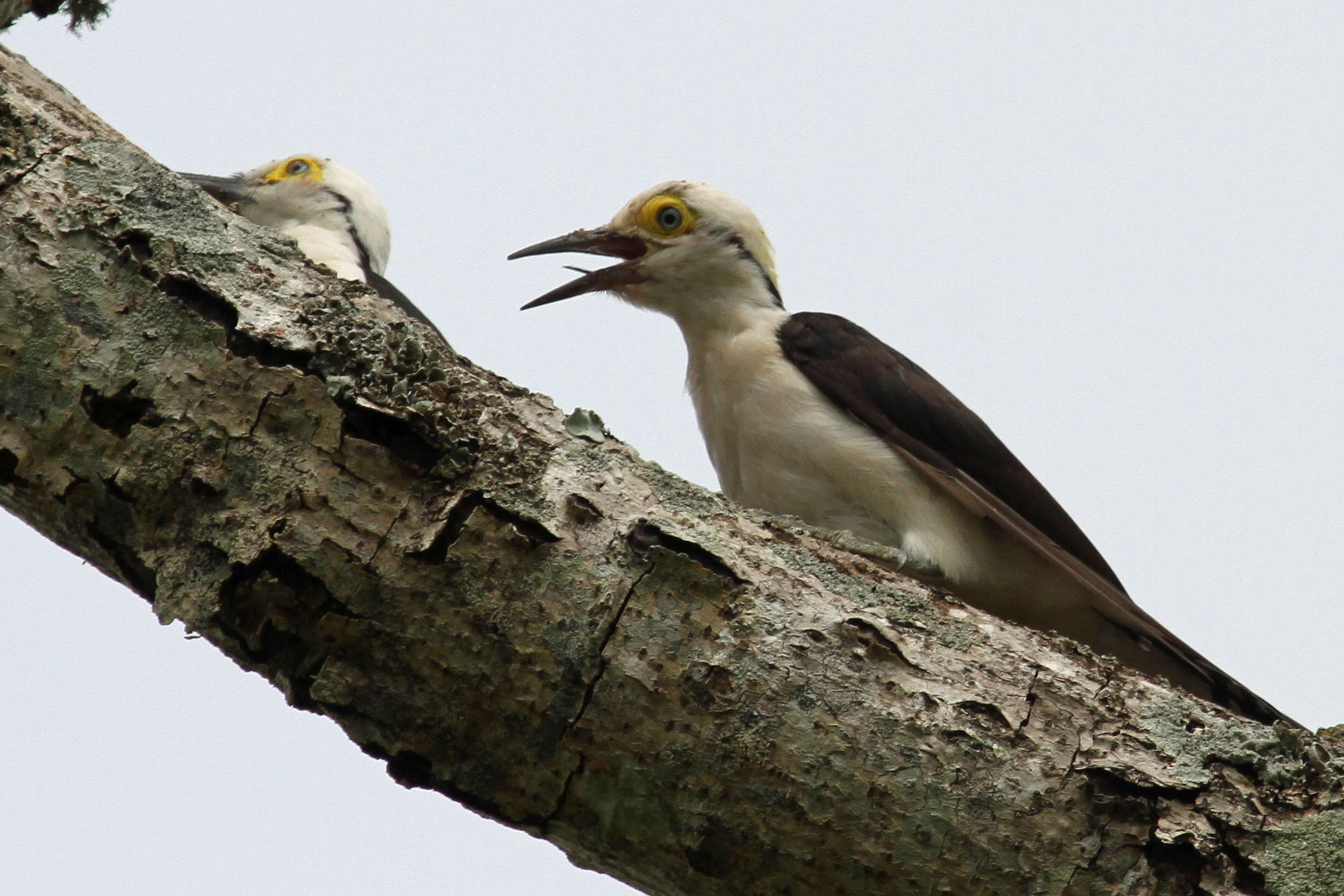 Image of White Woodpecker