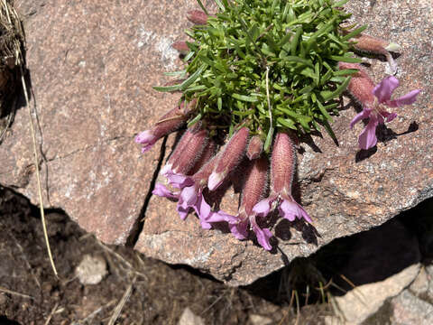 Image of Saponaria pumila Janchen