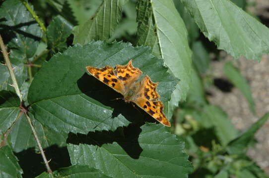 Image of Comma