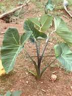 Image of Wild Taro