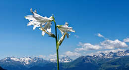 Image of St. Bruno's Lily