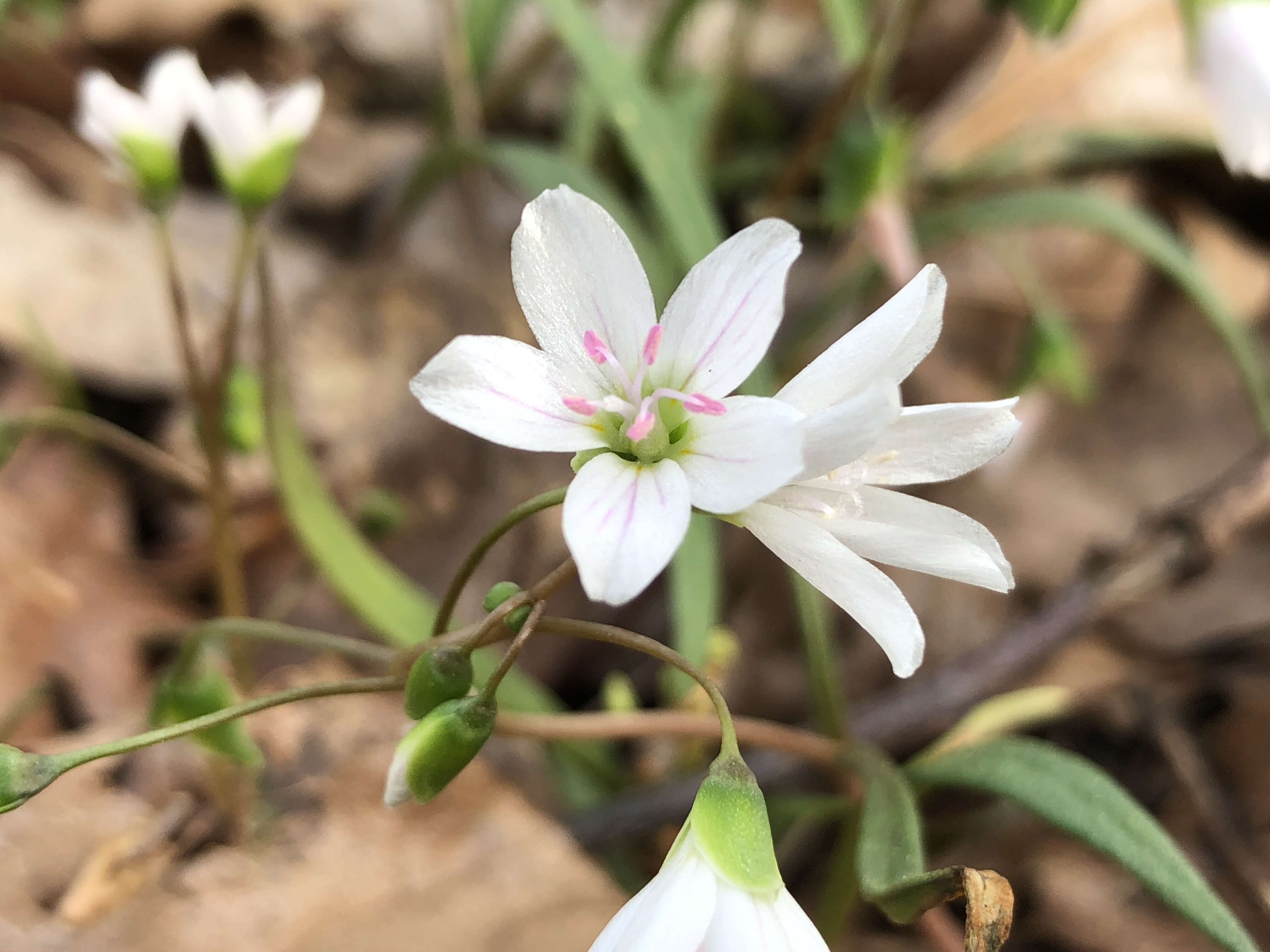 Image of Virginia springbeauty