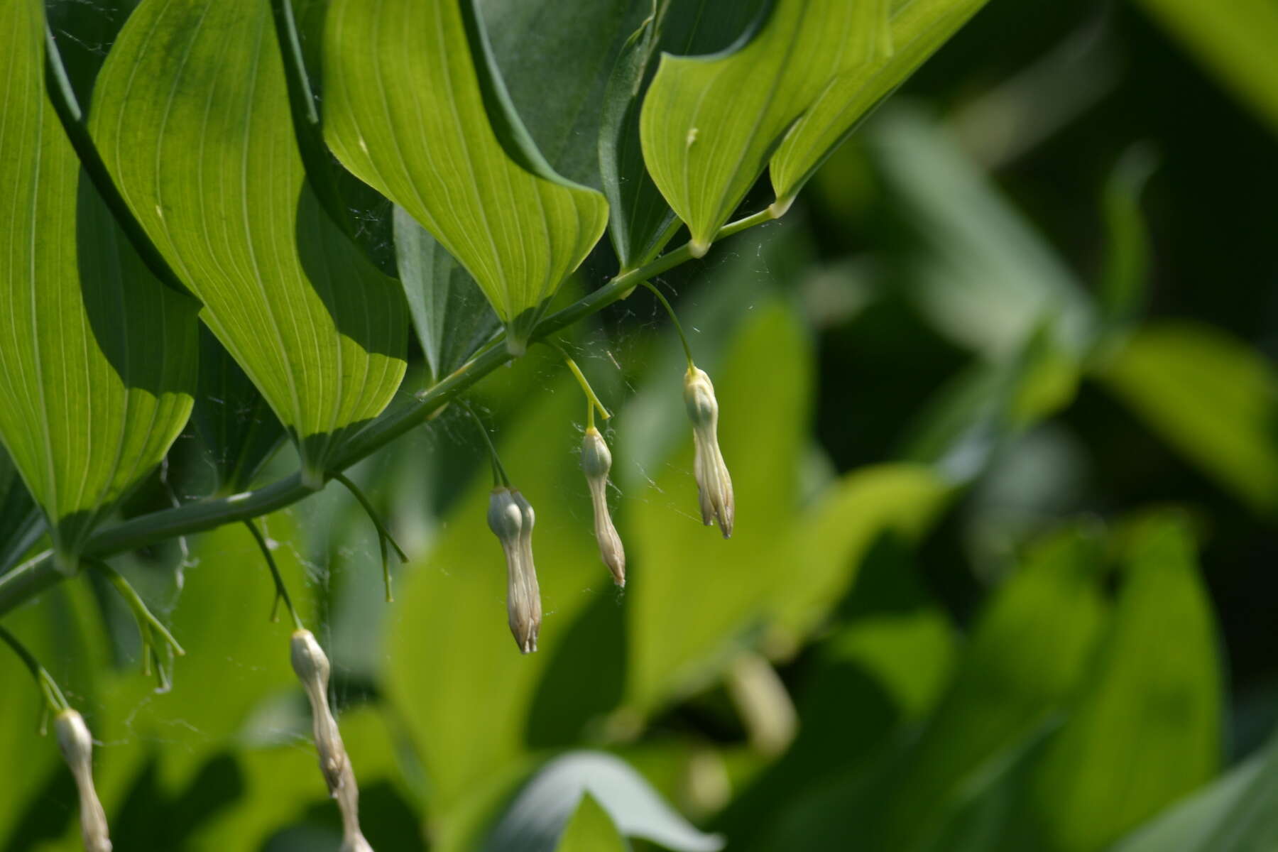 Image of Common Solomon’s-seal