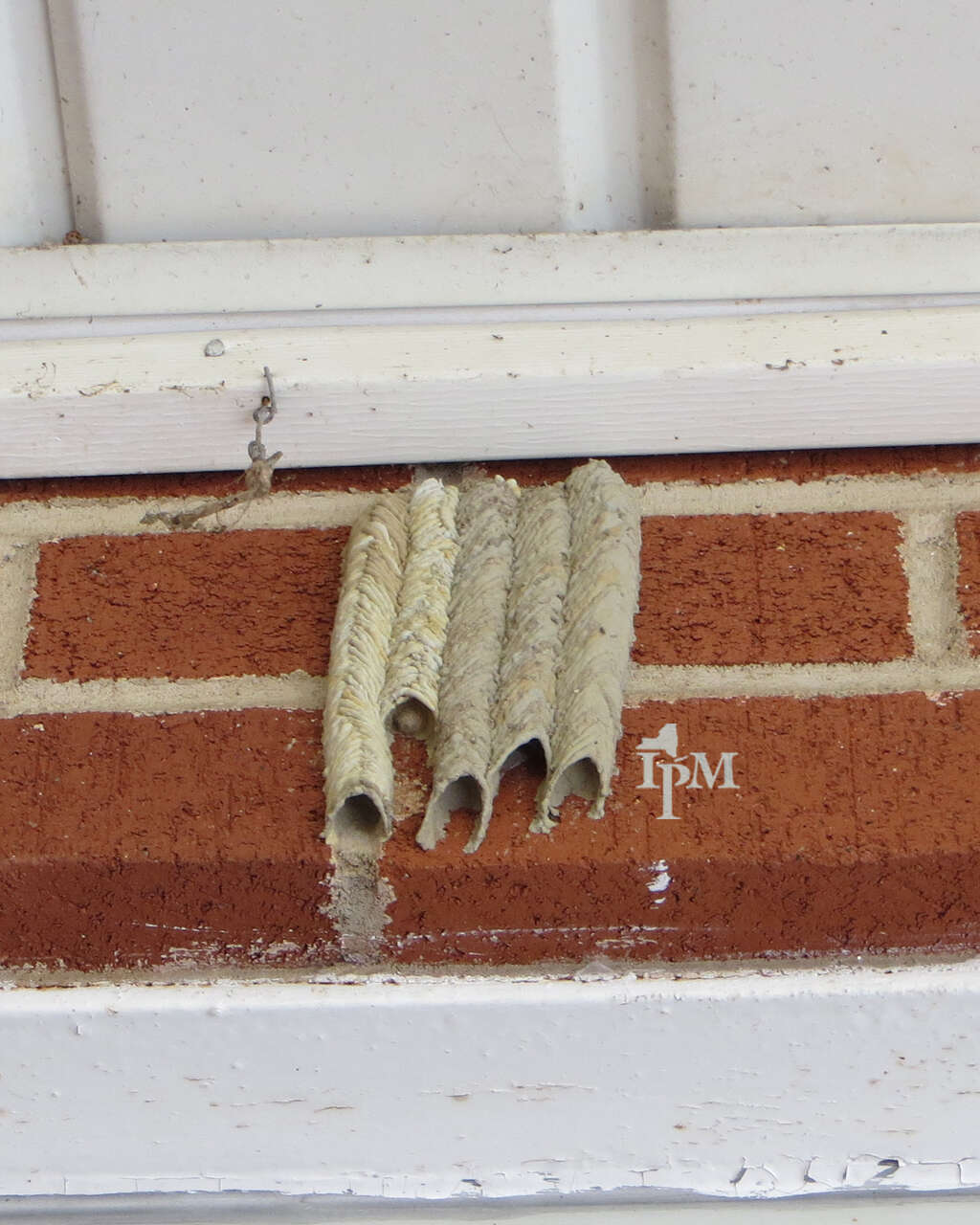 Image of Organ pipe mud dauber