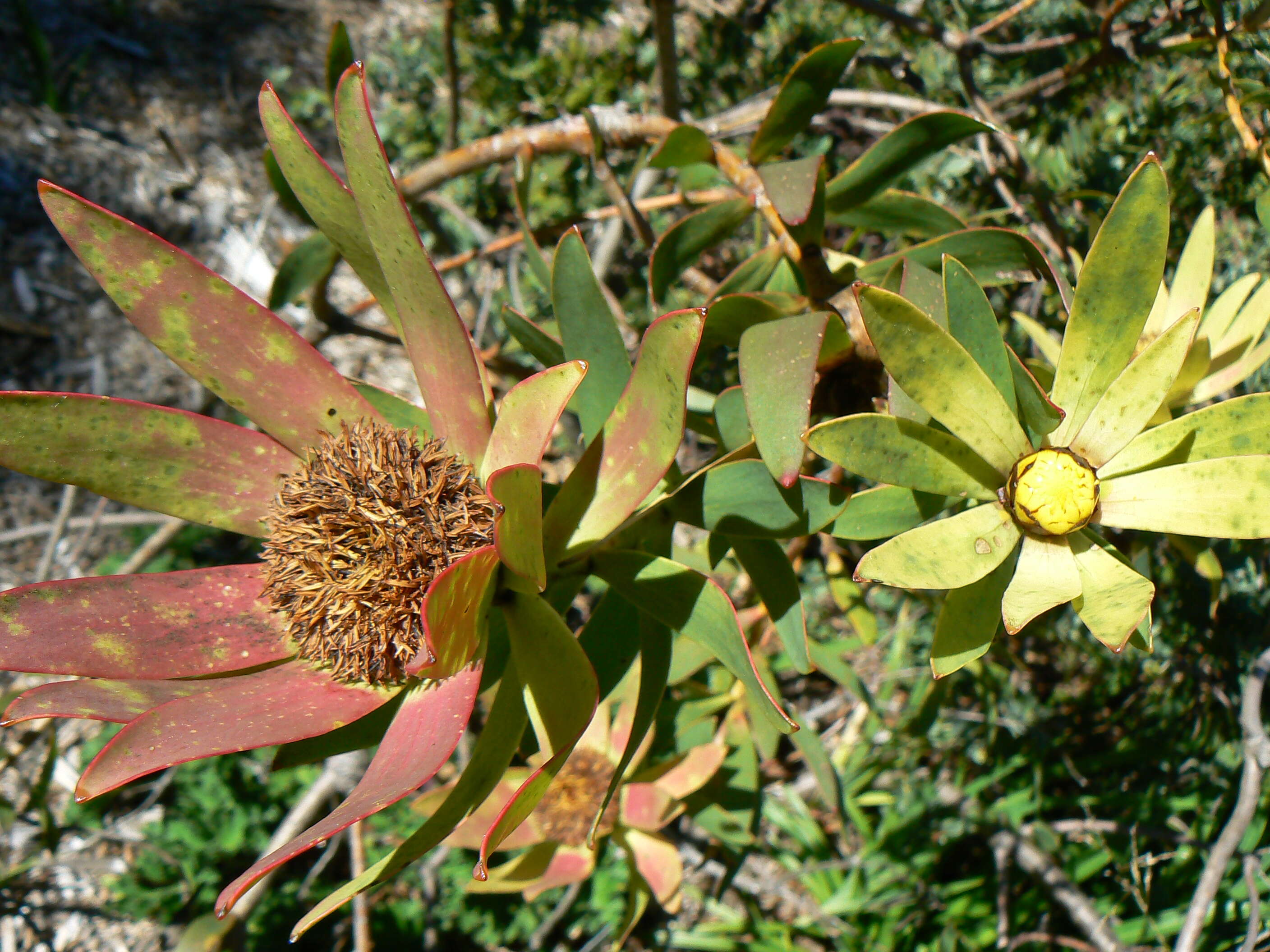 Imagem de Leucadendron sessile R. Br.