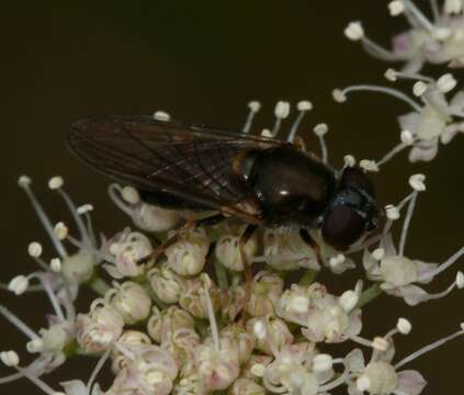 Image of <i>Cheilosia scutellata</i>