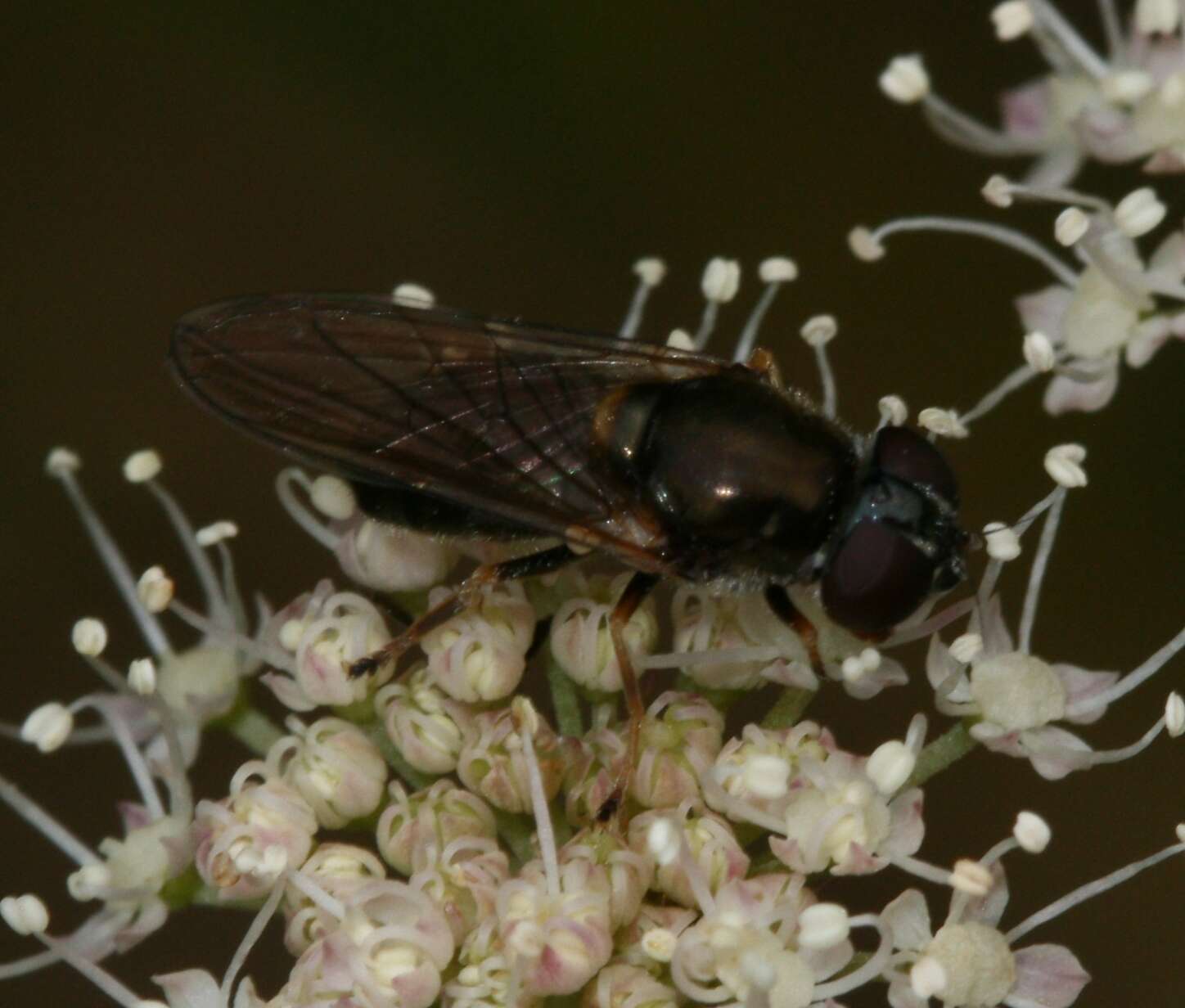 Image of <i>Cheilosia scutellata</i>