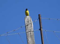 Image of Grey Wagtail