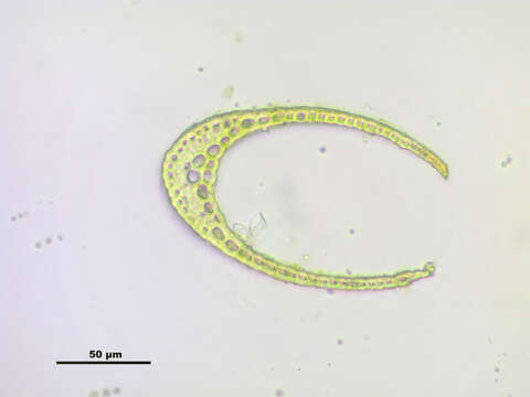 Image of distichium moss