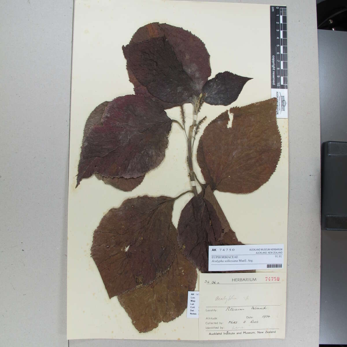 Image de Acalypha wilkesiana Müll. Arg.