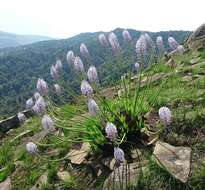 Image of Large blue squill