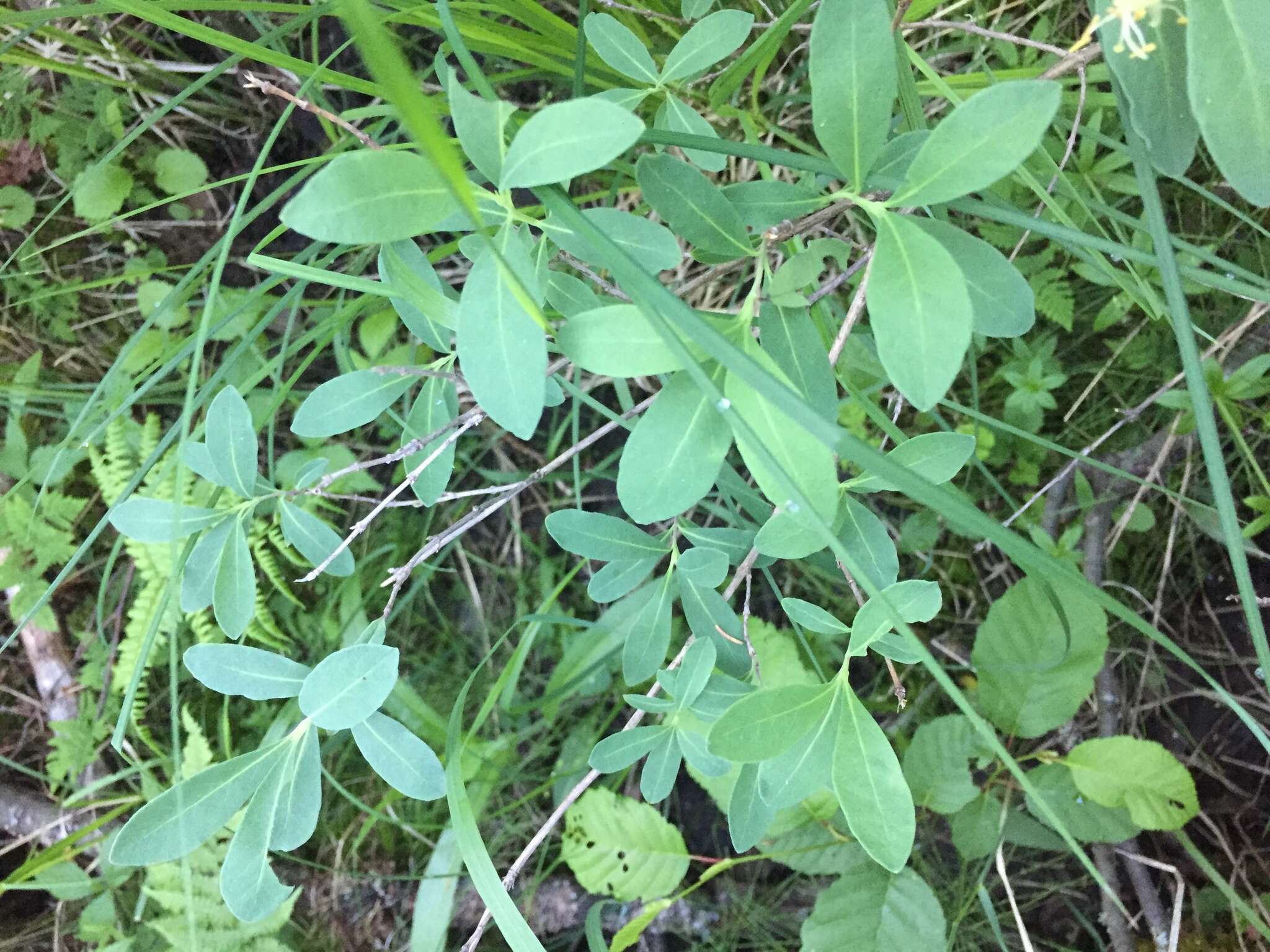 Lonicera oblongifolia (Goldie) Hook.的圖片