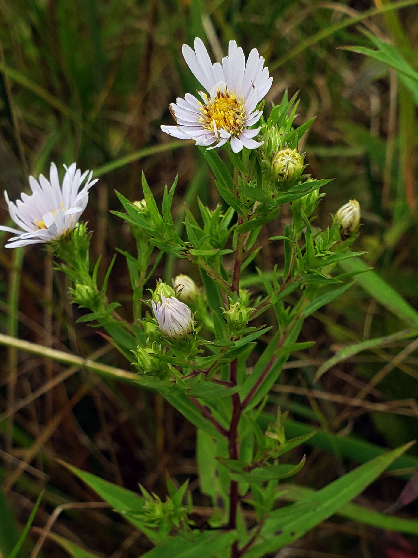 Image of purplestem aster